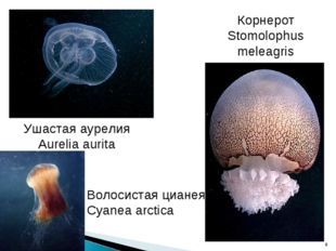 Класс Сцифоидные и класс Коралловые полипы