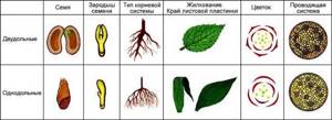 Царство растений, Биология