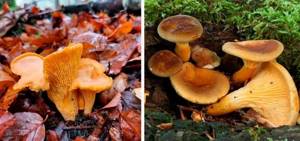 Разнообразие грибов: низшие грибы, высшие грибы и шляпочные грибы. Съедобные, несъедобные и ядовитые грибы