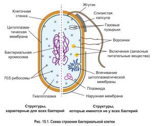 Строение клетки прокариот (доядерных)