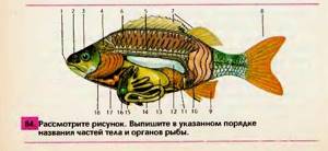 Хозяйственное значение рыб