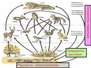 Понятие о природном сообществе, биогеоценозе и экосистеме, Биология