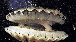 Общая характеристика моллюсков, Биология