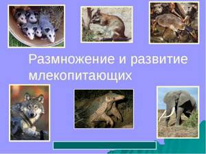 Размножение, развитие и происхождение млекопитающих, Биология