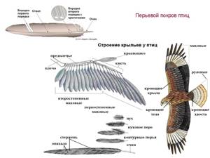 Особенности внутреннего строения и жизнедеятельности птиц, Биология