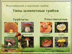 Многообразие грибов, Биология