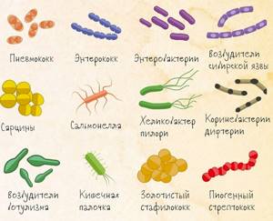 Бактерии, Биология