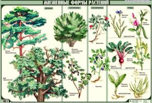 Мир растений, Биология