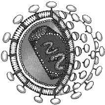 Строение клетки прокариот (доядерных)