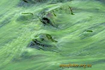 Царство Дробянка. Цианобактерии или сине-зеленые водоросли