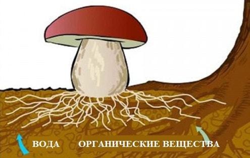 Шляпочные грибы, Биология