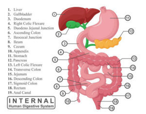 Пищеварение в желудке, Биология