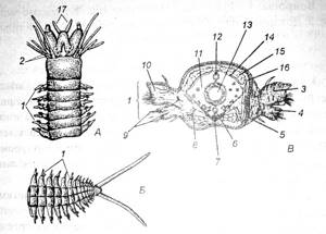 Тип Кольчатые черви, Биология