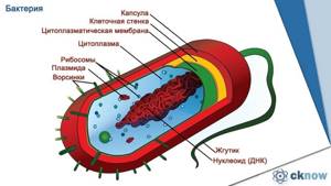 Бактерии, их строение и жизнедеятельность, Биология