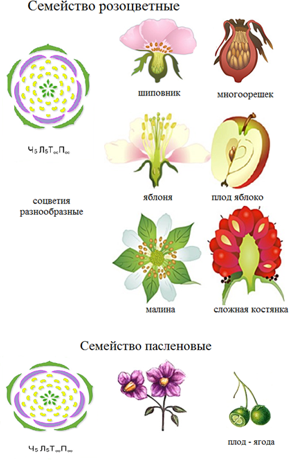 Многообразие цветков