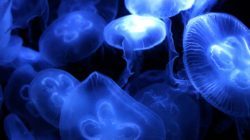 Медузы - что это такое?