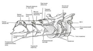 Нервная система и органы чувств млекопитающих, Биология