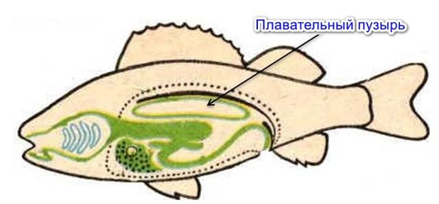 Внутреннее строение рыб, Биология