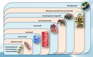 Клеточный уровень организации жизни, Биология