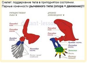 Особенности строения органов полости тела и нервной системы земноводных, Биология