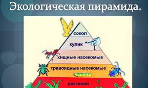 Экологические пирамиды, Биология