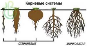 Органы высших растений, Биология