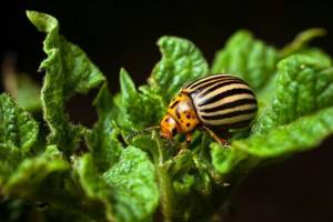Значение насекомых в природе и сельском хозяйстве, Биология