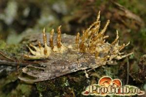 Головневые, спорыньевые и другие паразитические грибы, Биология