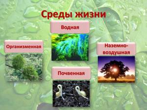 Четыре среды жизни на Земле, Биология