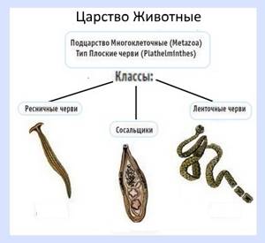 Паразитические плоские черви, Биология