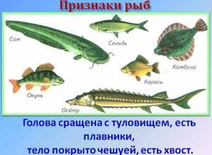 Места обитания и внешнее строение рыб, Биология