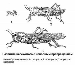 Развитие насекомых, Биология