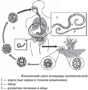 Тип Круглые, или Первичнополостные, черви, Биология
