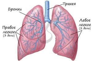Механизм дыхания