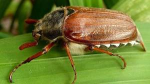 Общая характеристика насекомых, Биология