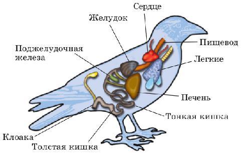Местообитания и особенности внешнего строения птиц, Биология