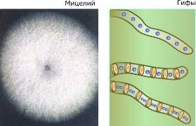 Органы многоклеточных растений и регуляция их функций