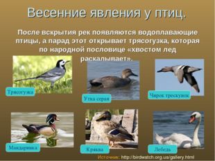 Сезонные явления в жизни птиц, Биология