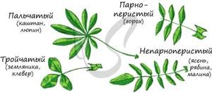 Значение листа в жизни растения, Биология