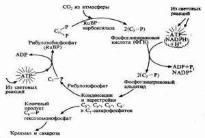 Фотосинтез и хлорофилл, Биология