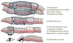 Класс Малощетинковые черви, Биология