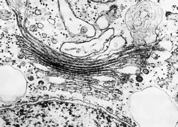 Аппарат Гольджи, лизосомы и другие органоиды цитоплазмы