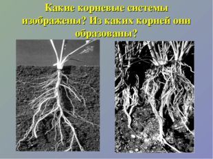 Клеточное строение корня, Биология