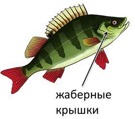 Особенности внутреннего строения и жизнедеятельности рыб, Биология
