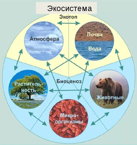 Понятие о природном сообществе, биогеоценозе и экосистеме, Биология