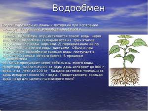 Значение воды в жизнедеятельности растений, Биология