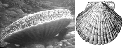 Класс Двустворчатые моллюски, Биология