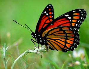 Отряд Чешуекрылые, или Бабочки, Биология