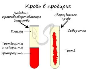 Состав крови, Биология