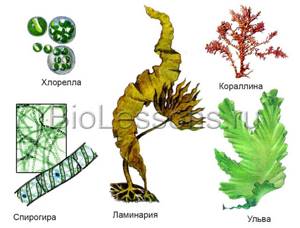 Многообразие водорослей, Биология